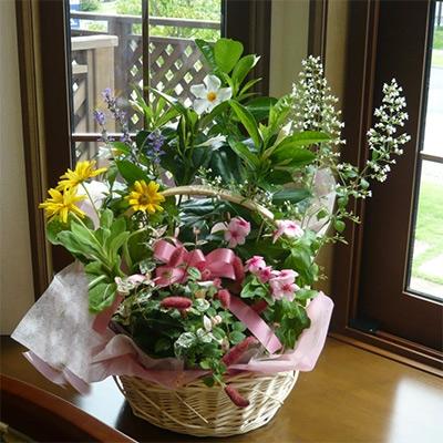 ふるさと納税 朝倉市 季節のフラワーバスケット(Lサイズ)