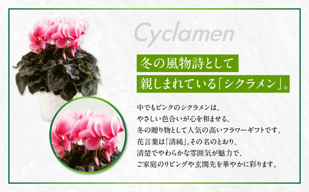 シクラメン ストロベリーフラッペ 観葉植物 植物 5号鉢 人気 おしゃれ かわいい 初心者 枯れにくい 育てやすい お手入れ 室内 大鉢 中型 インテリア リビング 玄関 寝室 キッチン オフィス プ