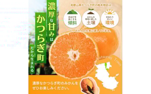 【先行予約】 和歌山県産温州みかん約5kg（約40個～60個）秀品　2025年11月初旬頃から2026年1月中旬頃順次発送予定【kgr032】