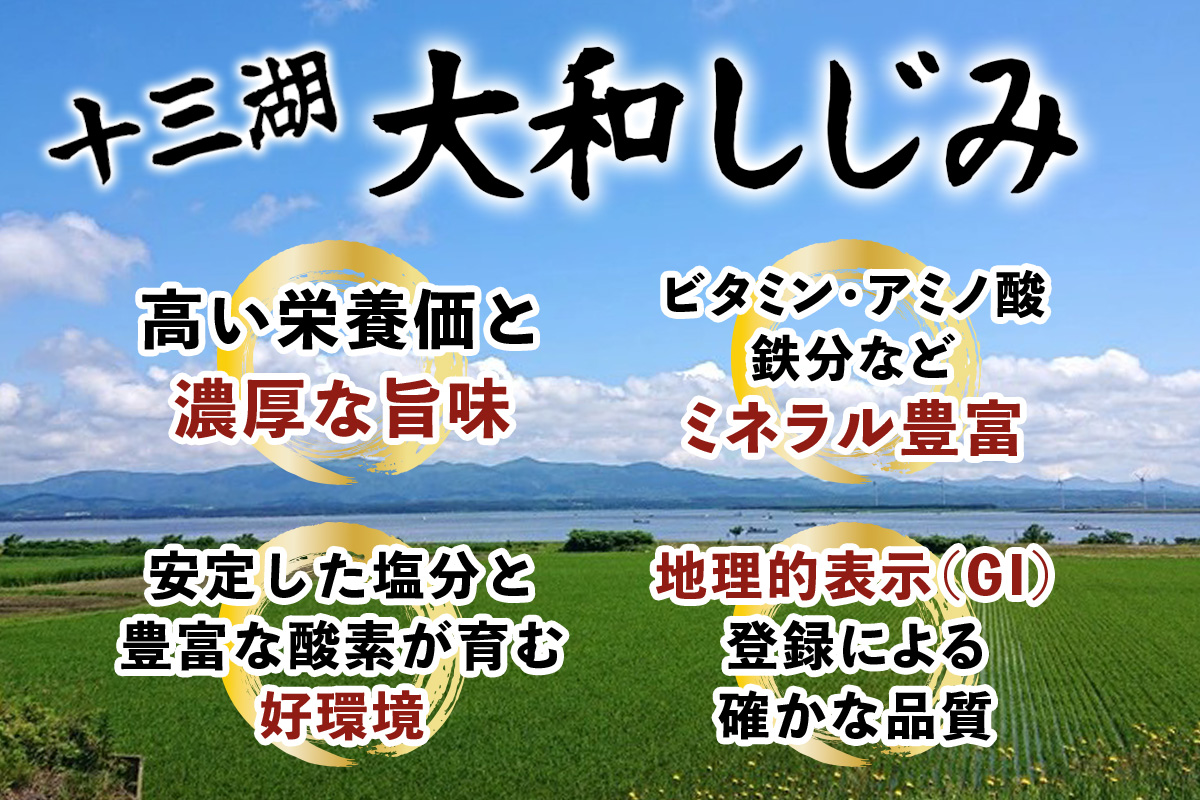 [令和8年9月中旬発送] 青森県十三湖産【冷蔵】活ヤマトシジミ 中 1.5kg｜十三湖産 青森 津軽 つがる しじみ みそ汁 味噌汁 しじみ汁 [0563]