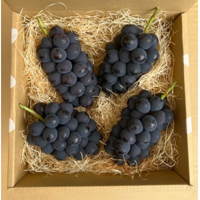 巨峰ぶどう(種なし) 2kg 以上 産地直送 山梨県山梨市牧丘産【配送不可地域：離島・沖縄県】