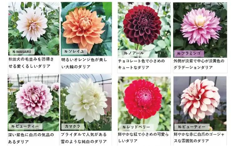 新鮮！綺麗！秋田のダリア〈20本〉　180P7801【ひない渡辺農園しどけ村】