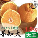 【ふるさと納税】アルギット 不知火 約1.5kg 大玉 サイズ（5～6玉）| 先行予約 不知火 デコ みかん 甘い おいしい ジューシー 完熟 期間限定 数量限定 フルーツ 果物 柑橘 人気 おすすめ 高級 こだわり ギフト 旬 お取り寄せ 送料無料 和歌山 有田川町