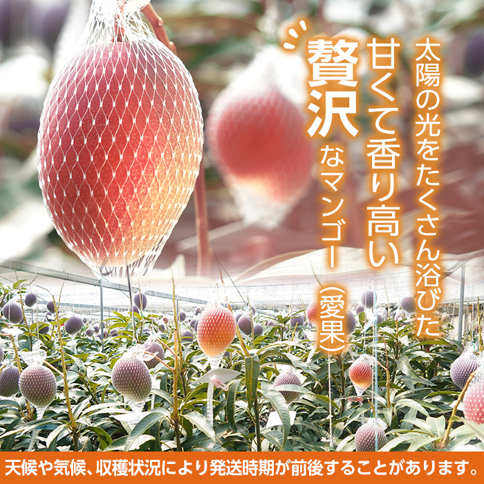 s691 《期間限定》さつまのときめきマンゴー『愛果』(化粧箱入り4L果1玉(530g前後)) 鹿児島 国産 九州産 フルーツ 果物 マンゴー 完熟 果実 デザート ギフト 贈答 プレゼント 【よした