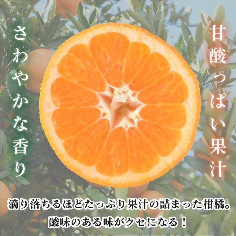 【先行予約】伊予柑 約10kg 愛媛県今治市