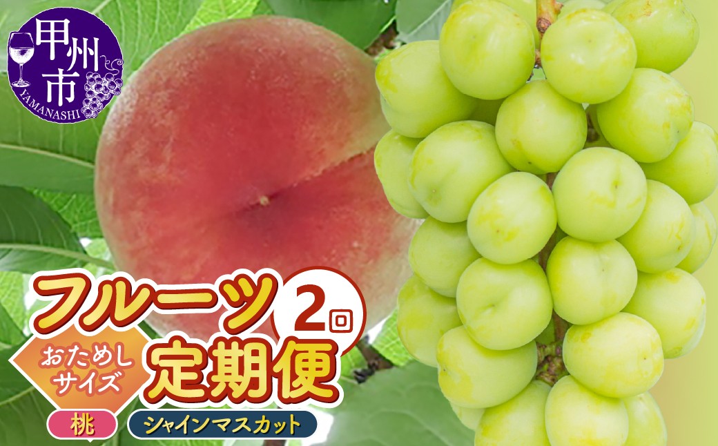 
                  【定期便】2回フルーツ定期 桃約1.5kg（4～6玉）シャインマスカット約500g（1房）おためし2種セット【2026年発送】（KKK）B15-830　【桃 もも モモ シャインマスカット 葡萄 ぶどう ブドウ 令和8年発送 期間限定 山梨県産 甲州市 フルーツ 果物】
                