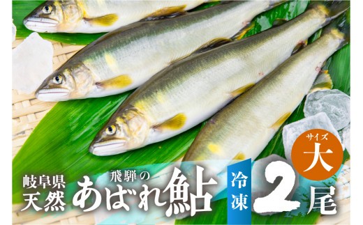 ＜8月から寄附額改定＞《先行予約》＜8月から寄附額改定＞2026年産 飛騨 天然鮎 大サイズ 2尾 / 天然 アユ 鮎 岐阜県 室田名人 宮川下流 飛騨のあばれ鮎 高級料亭御用達 急速冷凍 冷凍 あゆ 魚 天然 川魚 10000円 1万円
