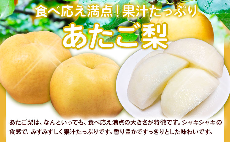 【先行予約】定期便3回コース 岡山のフルーツ ニューピオーネ 2房 シャインマスカット 晴王 2房 あたご梨 2玉 (1玉約750g) 化粧箱入り 株式会社山博(中本青果) 《9月上旬-11月下旬頃出