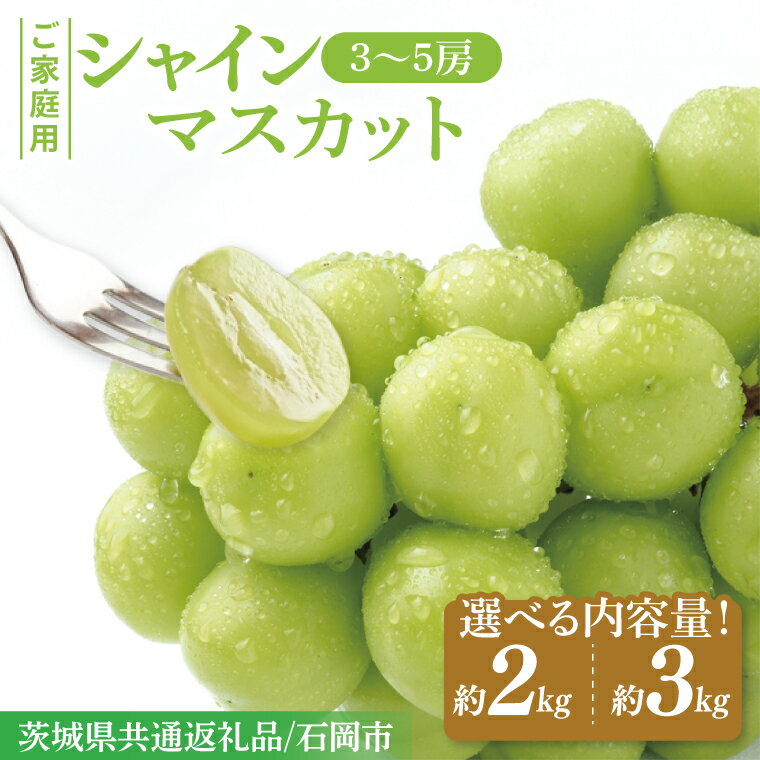 【ふるさと納税】【先行予約】【数量限定】【選べる容量】【2025年9月上旬～10月中旬発送】シャインマスカット家庭用約 2kg 3kg【茨城県共通返礼品/石岡市】（MF-9|MF-10）