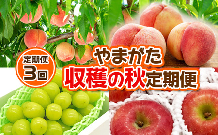 【定期便3回】やまがた 収穫の秋定期便【令和6年産先行予約】FS23-879