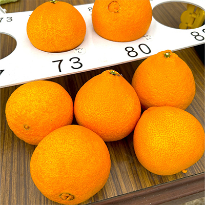 【12月上旬～順次発送】【訳あり】シュガーファームのまどんな5kg