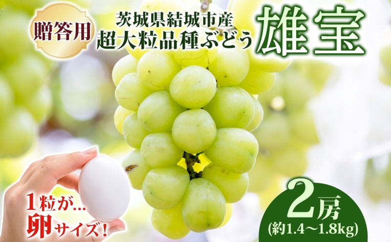 贈答用 雄宝 2房 約1.4～1.8kg 葡萄 ブドウ ぶどう 大粒 種なし フルーツ 果物 産地直送 新鮮 お取り寄せ ギフト 国産 季節限定 茨城県 結城市 《2025年9月上旬～9月下旬頃出荷》【配送不可地域あり】---yuki_aizw_10_2p---