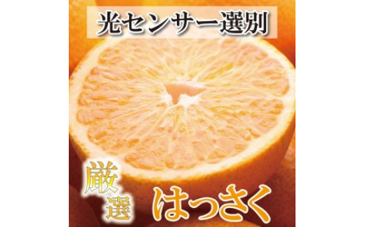 
＜4月より発送＞厳選 樹上完熟はっさく7.5kg+225g（傷み補償分）【有田の春みかん・五月八朔・さつきはっさく・木生りはっさく・きなりはっさく】【光センサー選別】　※北海道・沖縄・離島への配送不可　※2025年4月上旬～5月下旬頃に順次発送予定
