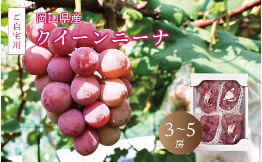 
                  真庭市産 クイーンニーナ 2kg前後 / (2026年9月中旬以降発送予定) ご自宅用 ぶどう 産地直送 新鮮 岡山 真庭 赤ブドウ 真庭市 大粒 葡萄 果物 フルーツ クイーンニーナ 濃厚 人気 数量限定 ブドウ ジューシー 赤ぶどう 【配送不可地域：北海道／沖縄県／離島】【jujy017-02】 
                