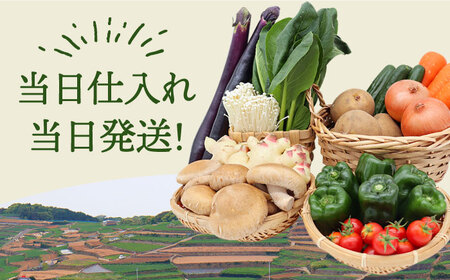 【6回定期便 偶数月コース】野菜 キノコ 果物 11品目 詰め合わせ  当日仕入れ当日発送！ / 野菜 定期便 / 吉岡青果 [SCZ006] 