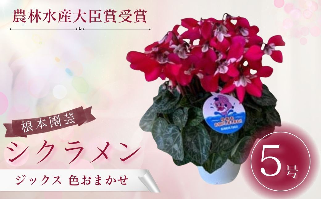 
                  【2026年 先行予約】シクラメン ジックス 5号 色おまかせ | 花 お花 ガーデンシクラメン ワインレッド レッド 赤 5号 花ギフト フラワーギフト 鉢花 鉢植え ギフト プレゼント 贈答 農林水産大臣賞受賞 根本園芸 シクラメン aj003-aa
                