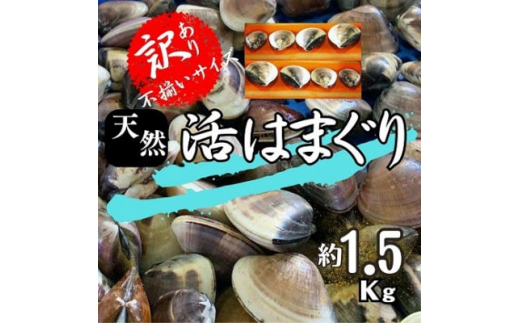 
(( 訳あり )) 天然 活はまぐり 約1.5kg _ 蛤 ハマグリ 魚貝 魚介 海鮮 貝 出汁 だし プロ仕様 人気 送料無料 【1465117】
