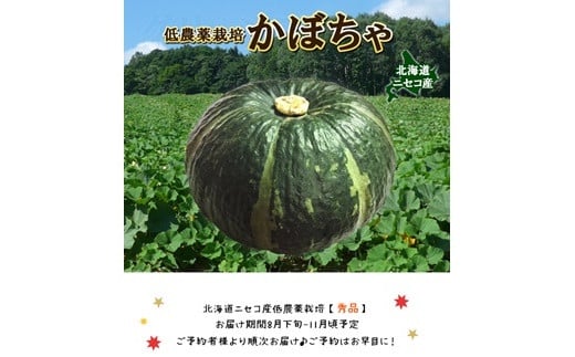 <早期予約>北海道ニセコ町 かぼちゃ5kg【2025年産】【3200601】