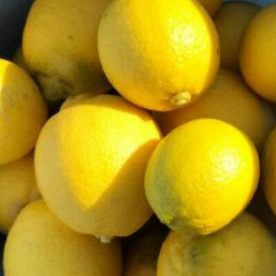 【ふるさと納税】《2kg:10個～15個》数量限定!皮ごと食べれる完熟シトラスレモン　大阪府岬町産【1650130】