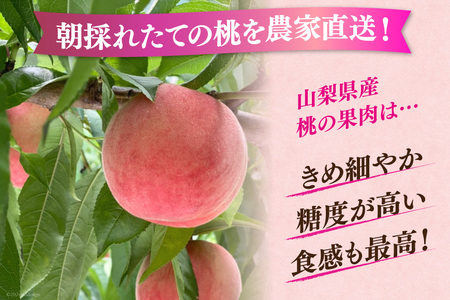 【期間限定発送】 桃 山梨県産 もも 約1.8kg 【朝採り直送】NS-1006 [韮崎翠緑 山梨県 韮崎市 20743936] モモ 果物 くだもの フルーツ 冷蔵 山梨