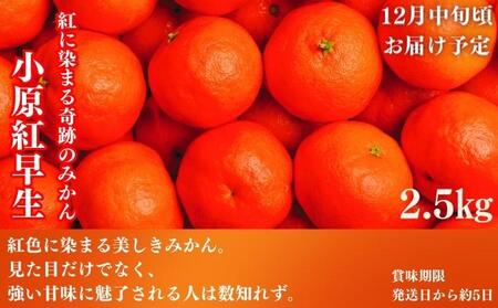 フルーツ 定期便 4回　旬に出逢う城下町の果実 定期配送 いちご 桃 シャインマスカット みかん 果実 果物 ぶどう 