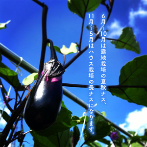 【定期便6回】旬を味わうナス 約3kg