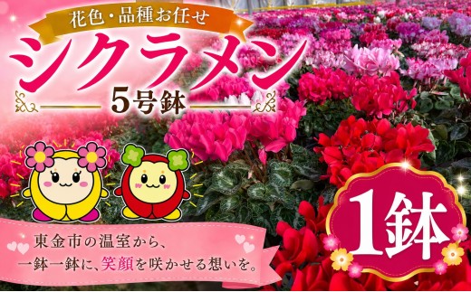シクラメン 花色 品種 お任せ 5号 ✕ 1鉢 鉢植え 室内 玄関 花苗 お花 温室 鉢 ガーデニング 園芸 家庭園芸 花育て ベランダ 庭 花壇 寄植え プランター栽培 ピンク 赤 むらさき 白 カラー おしゃれ きれい キレイ ギフト 贈答 プレゼント シーズン 四季 季節 冬 種類 フラワー 山岸 千葉 東金