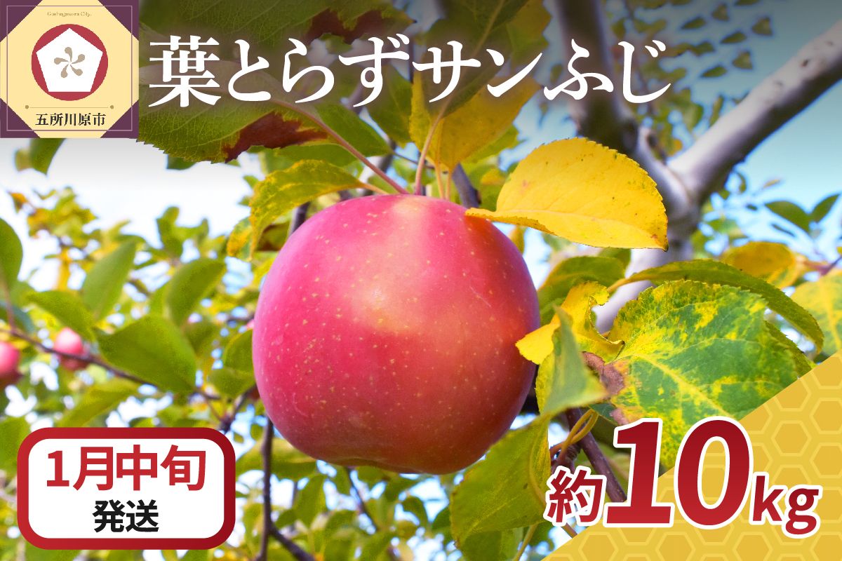 【2026年1月中旬発送】 りんご 10kg 葉とらず サンふじ 青森