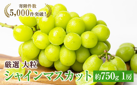 シャインマスカット 大房 特選 種なし シャインマスカット【約750g 1房】
