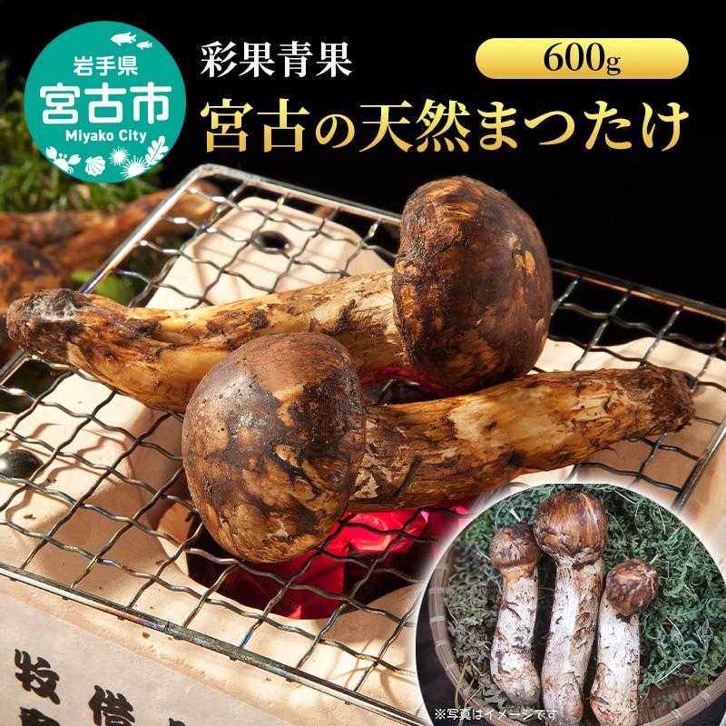 宮古の天然まつたけ600ｇ 宮古産 まつたけ 天然まつたけ きのこ 野菜 贈答用 木箱