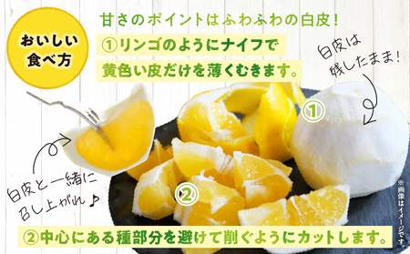 先行予約 日向夏 計7.5kg以上 化粧箱入り 期間限定 数量限定 果物 フルーツ くだもの 柑橘 みかん 令和8年発送 ジュース フルーツサンド おやつ デザート 国産 食品 おすすめ ギフト 贈り