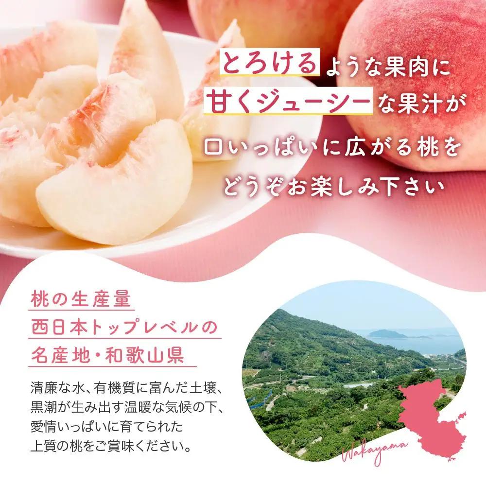 ［農園直送］朝採れ和歌山の桃　約2kg・秀品★2027年6月下旬頃～8月上旬頃順次発送★［TM167］