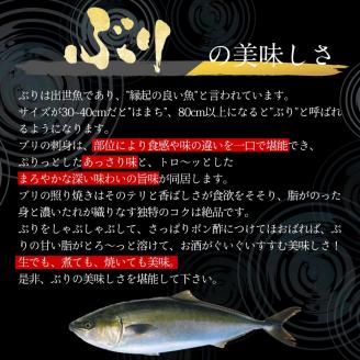 宮崎産 新海屋 鰤屋金太郎 金太郎ぶり 丸ごと 1尾 約4kg以上 N018-ZC214