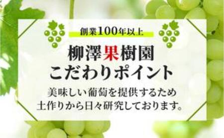 シャインマスカット 柳澤果樹園 訳あり 長野県産 シャインマスカット【約1.1kg】