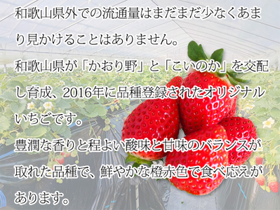 【2027年1月～2027年3月頃順次発送】【来シーズン先行予約】紀州和歌山ブランドいちご「紀の香」約250g×4P【uot868】 