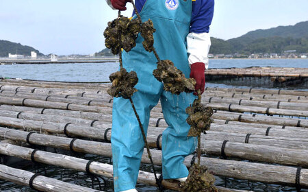 福岡県糸島産 殻付き牡蠣 生食可 1.5kg(18粒前後) 糸島市 / 日進丸 牡蛎 カキ[AWA011]