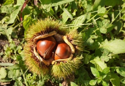 【数量限定】さぬき山都の低温熟成完熟栗（生栗）３Lサイズ 約1kg