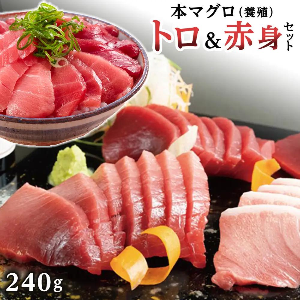 本マグロ（養殖）トロ 赤身 セット 240g まぐろ 鮪　
