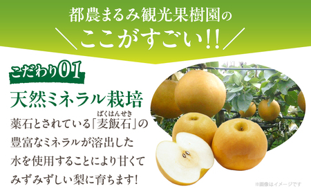 先行予約≪期間限定≫まるみ観光果樹園の『新高梨』(約4kg) なし 果物 フルーツ 天然 ミネラル栽培_T036-002