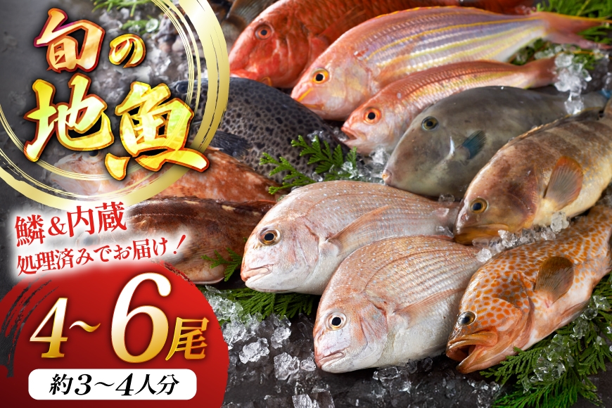 
                  地魚 詰合せ 4〜6尾 [平戸瀬戸市場 長崎県 平戸市 hr42bgy420042] うろこ内蔵処理済み 朝獲れ
                