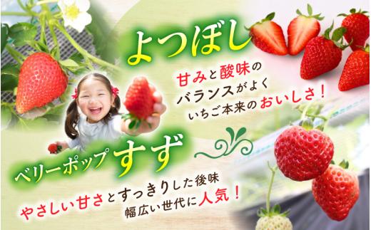 【贈答用】 高級いちご よつぼし すず 食べ比べセット （15粒 × 2箱） ゆりかご入り いちご 【hfpr001-01】