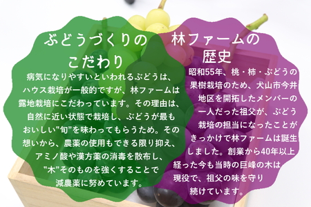 林ファームのぶどうジェラートセット (6個入り)｜アイス ジェラート ソルベ 果物 スイーツ プレゼント ギフト [0427]
