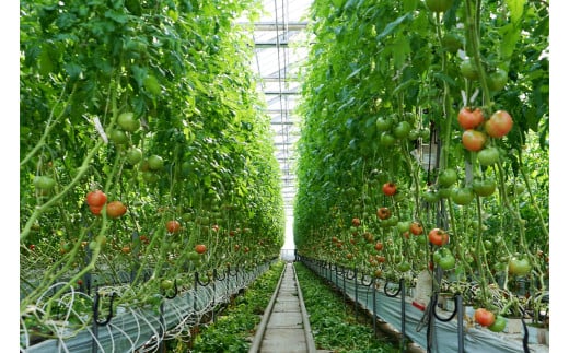 完熟トマトジュース ( 720mL × 2本 ) とまと 野菜 