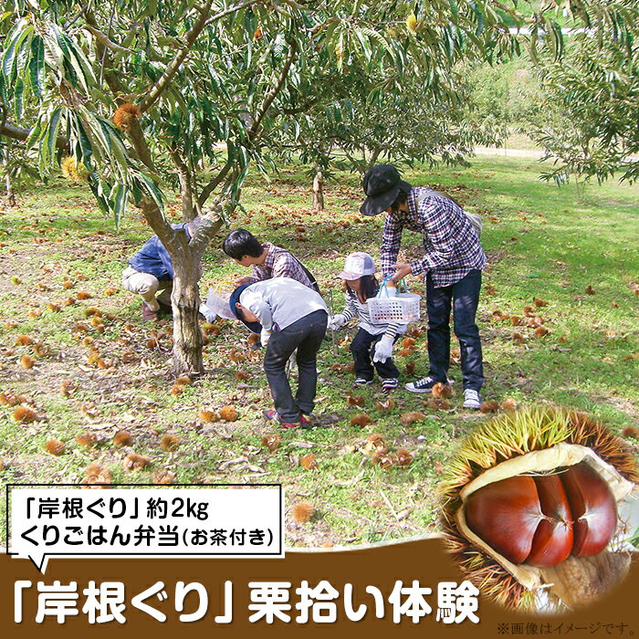 【ふるさと納税】令和7年 岸根ぐり 栗拾い体験 1名分【レイクプラザやさか】