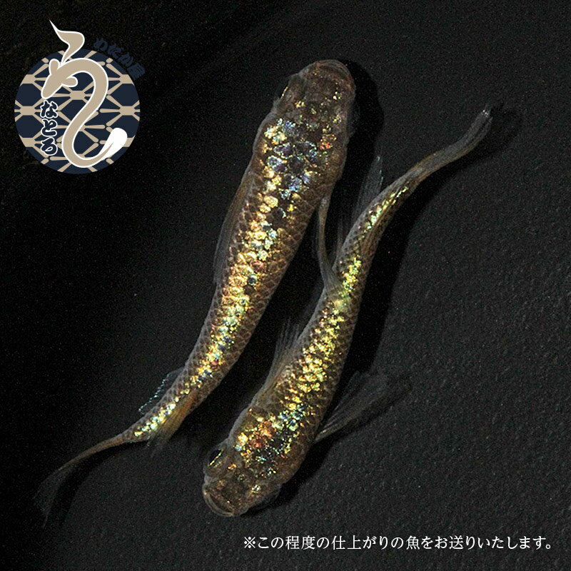 【ふるさと納税】0035-006～0100-007　メダカ「ラメ王風雅」1ペア～3ペア