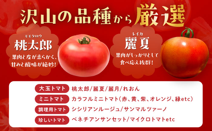 トマトの宝石箱 4kg / トマト とまと 大玉トマト ミニトマト 詰め合わせ / 恵那市 / クリエイティブファーマーズ [AUAH015]
