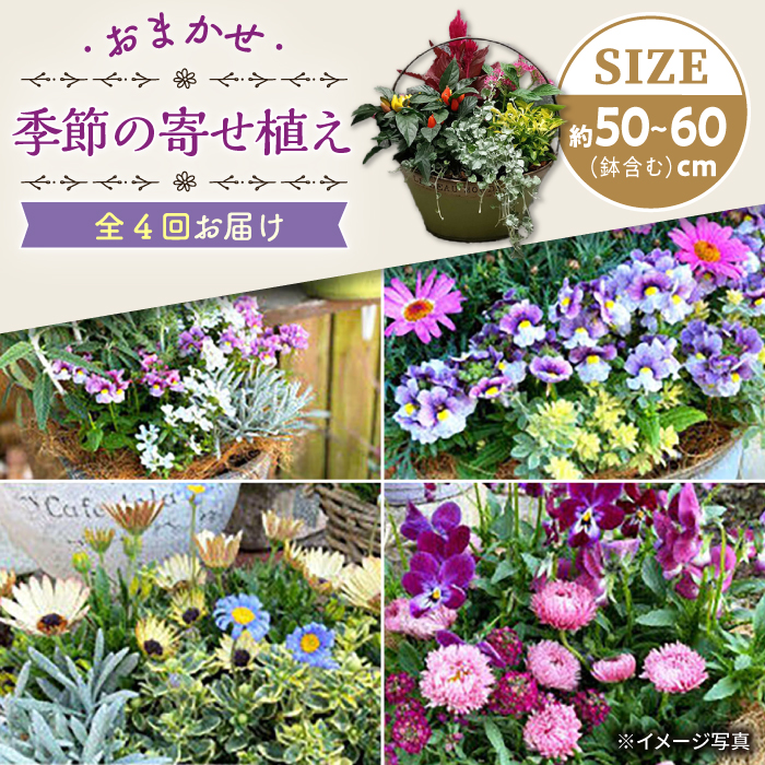 【4回定期便】おまかせ 季節の寄せ植え プランター  / ドライフラワー ナチュラル かご アレンジ 花 インテリア / 大村市 アトリウム琴花園[ACZZ006]