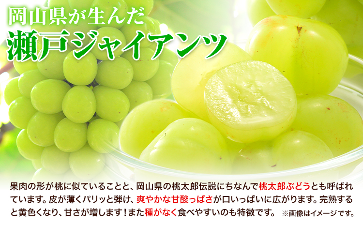 【2024年産先行予約】食べ比べセット たたらみねらる シャインマスカット 瀬戸ジャイアンツ 各1房 1.3kg以上《8月下旬-10月下旬頃出荷》岡山県 笠岡市 マスカット ぶどう ブドウ 葡萄 フル