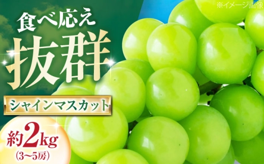シャインマスカット 大程農園のシャインマスカット 約2kg 3～5房入 〈2026年9月～発送〉 ／ シャインマスカット しゃいんますかっと フルーツ 果物 くだもの マスカット ますかっと ぶどう ブドウ 葡萄 甘い 旬 産地直送 食品 人気 おすすめ 送料無料 愛媛 内子町 国産 ふるさと納税 お取り寄せ 四国 【株式会社内子フレッシュパークからり】 [BKAD045]