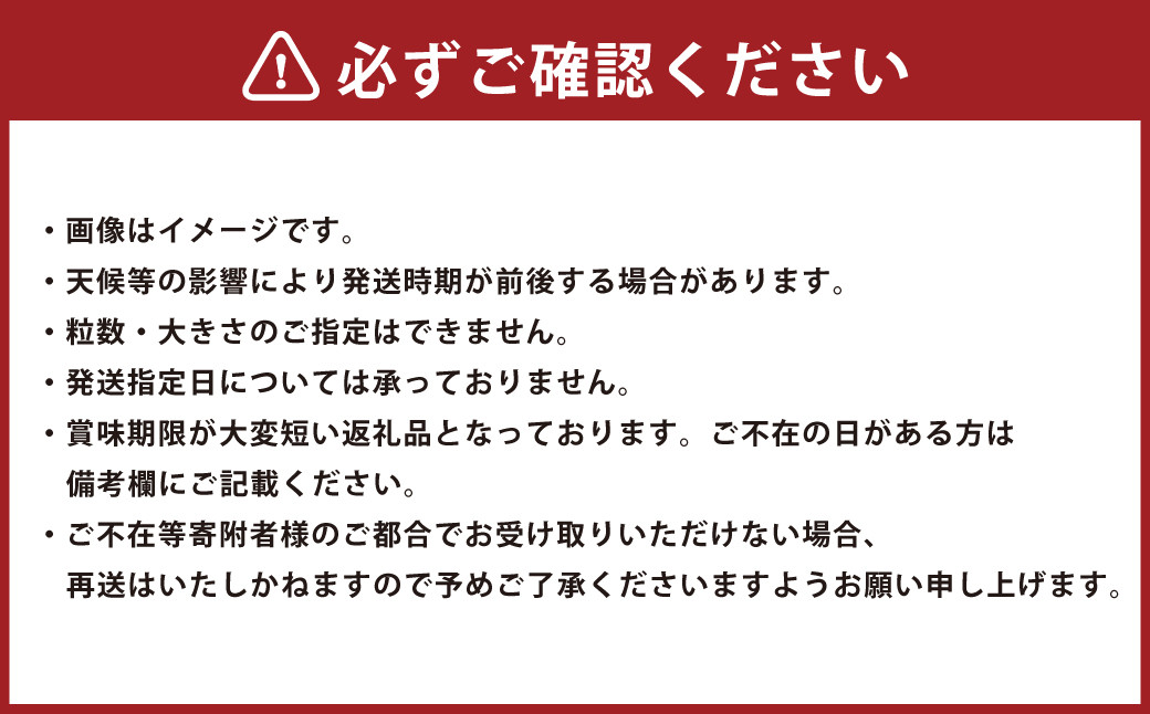 博多あまおう（春）6パック